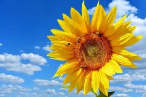 Sunflower heirloom seeds