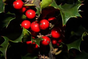 Mistletoe Alternative Cancer Treatment