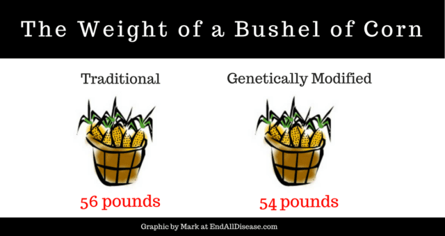Comparing the weight of genetically modified food corn with Traditional Corn