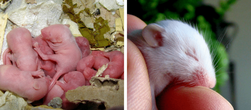 Normal genetic mice cloned from tumor cell DNA