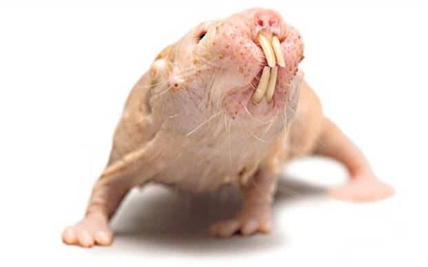 Naked mole rat immune to cancer