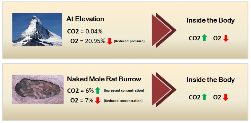 Elevation compared to naked mole rat burrow