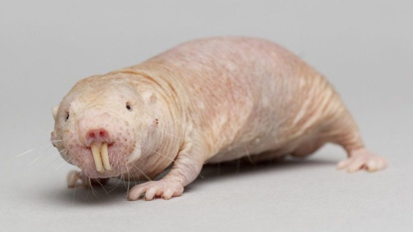 naked mole rat longevity lifespan